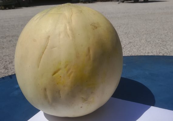 Melone liscio